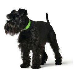 Collare per Cani Hunter Convenience Verde Taglia M/L (42-50 cm)