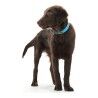 Dog collar Hunter Convenience Turquoise