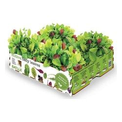 Set di coltivazione Batlle Baby Leaves Insalate 40 x 29 x 10,5 cm 2,6 Kg