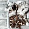 Dog chewing toy Benebone