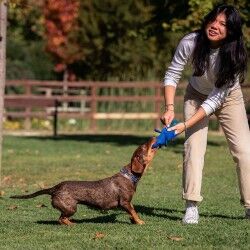 Giocattoli per cani Stitch Azzurro