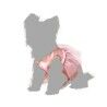 Dog Costume Size L Ballet Dancer