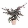 Plant pot Elho Loft Urban Blue Ø 30 cm