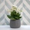 Planter Vinthera Moa Dark grey Ceramic 12,5 x 10,5 cm