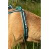 Dog Harness Olympia M